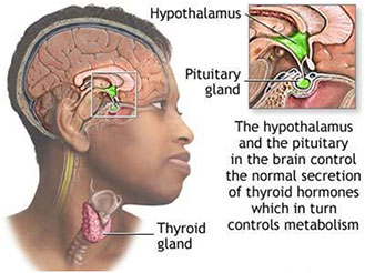 Thyroid And Weight Loss
